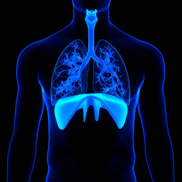 Human Respiratory System Lungs Anatomy — стокове фото