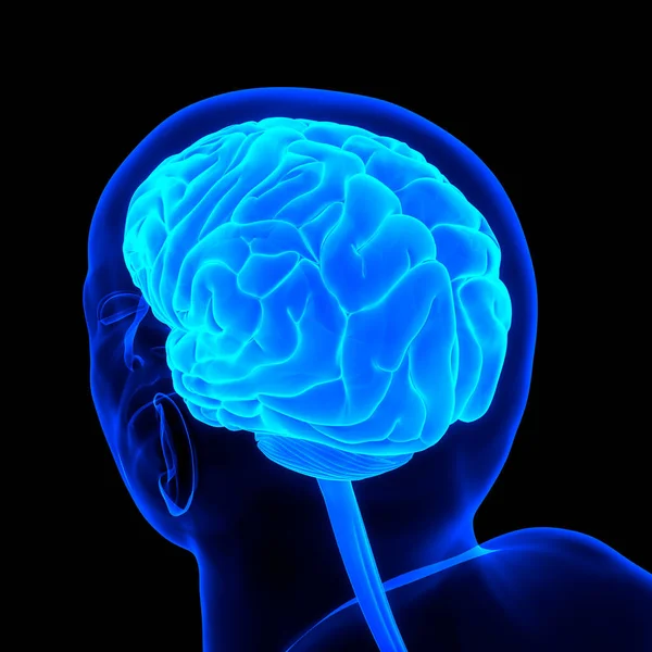 İnsan Sinir Sistemi Beyin Anatomisi Merkezi Organı. Üç Boyut