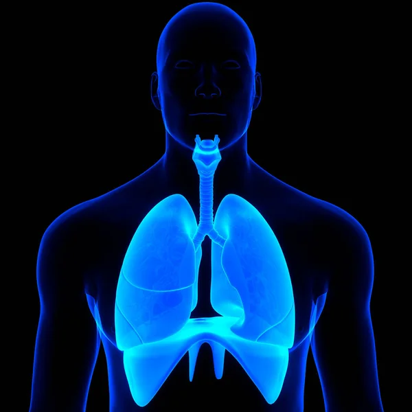 Anatomia Polmonare Del Sistema Respiratorio Umano — Foto Stock