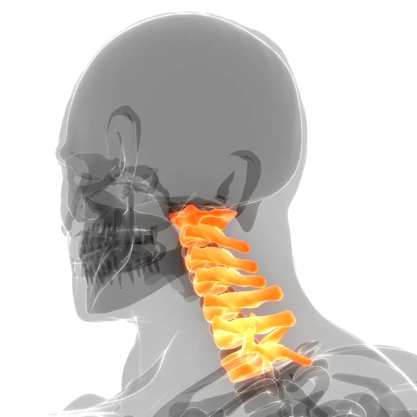 Spinal Cord Vertebral Column Human Skeleton System Anatomy 약자이다 — 스톡 사진