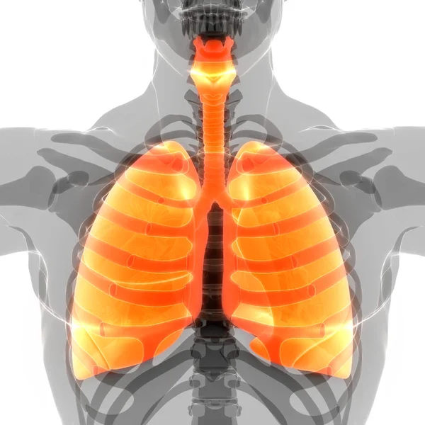 Human Respiratory System Lungs Anatomy — стокове фото