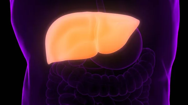 Human Liver Anatomy — Stock Photo, Image