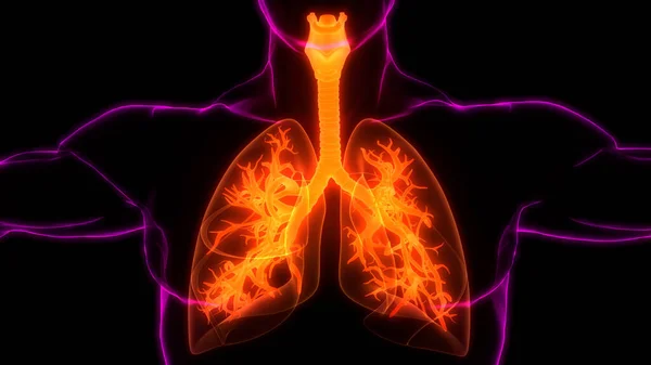 Anatomia Polmonare Del Sistema Respiratorio Umano — Foto Stock