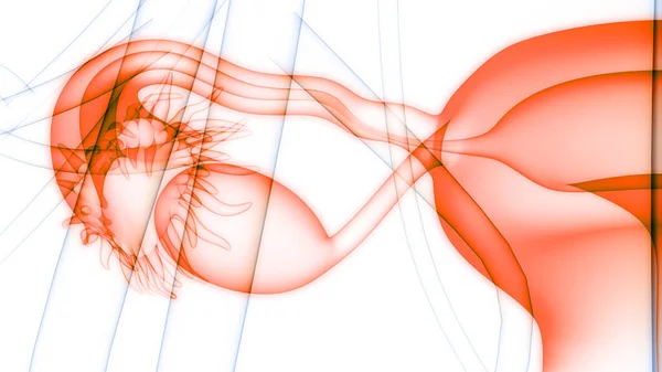 Sistema Reproductivo Femenino Con Anatomía Del Sistema Nervioso —  Fotos de Stock