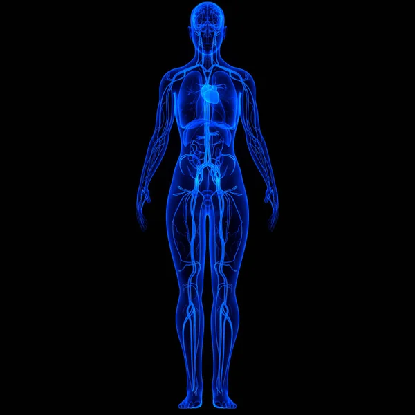 Anatomia Cardiaca Del Sistema Circolatorio Umano — Foto Stock