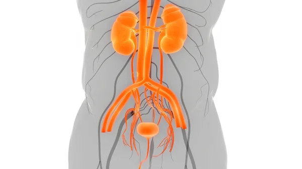 Système Urinaire Humain Anatomie Des Reins — Photo