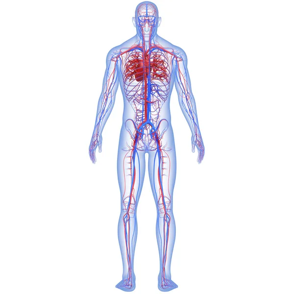 Nsan Dolaşım Sistemi Kalp Anatomisi Boyut — Stok fotoğraf