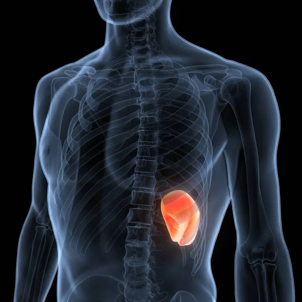 İnsan iç organları dalak anatomisi. Üç Boyut