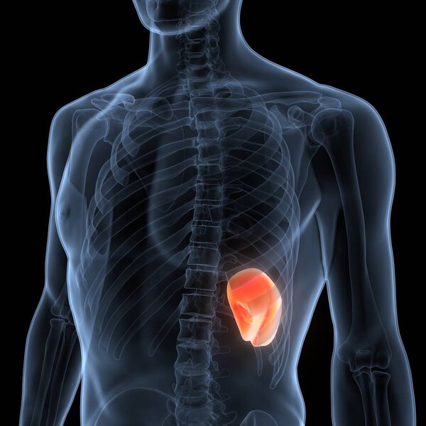 Селезеночная анатомия внутренних органов человека. 3D