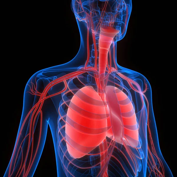 Anatomia Polmonare Del Sistema Respiratorio Umano — Foto Stock