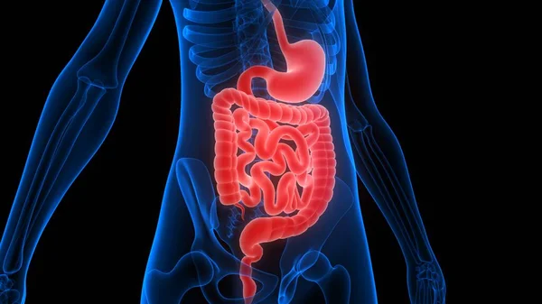 Menselijk Spijsverteringssysteem Grote Kleine Intestine Anatomie — Stockfoto