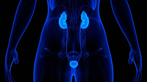 Human Urinary System Kidneys Anatomy — Stock Photo, Image