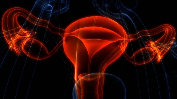 Anatomía Del Sistema Reproductivo Femenino — Foto de Stock