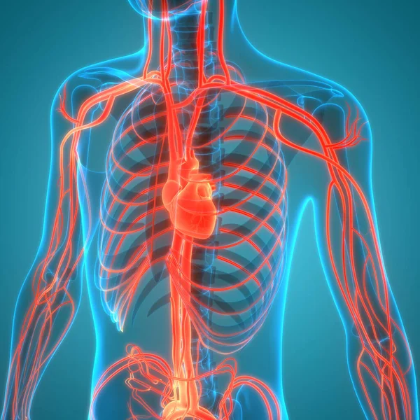 Anatomia Cardiaca Del Sistema Circolatorio Umano — Foto Stock