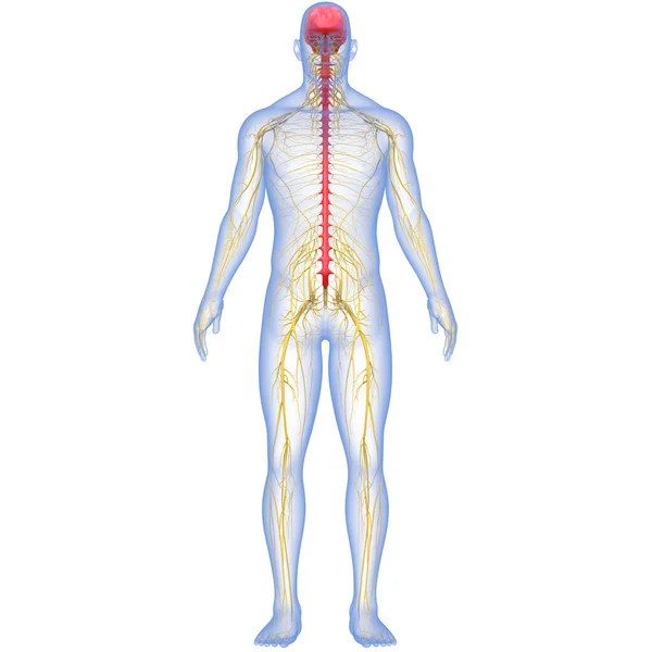 Zentralorgan Des Menschlichen Nervensystems Gehirnanatomie — Stockfoto