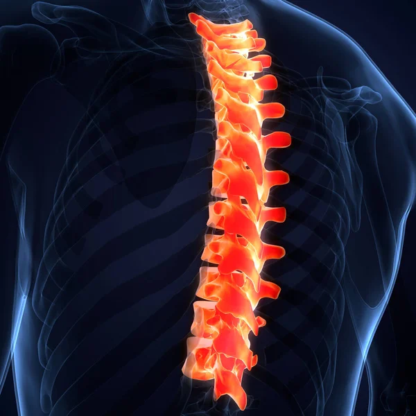 Spinal Cord Vertebral Column Human Skeleton System Anatomy — стокове фото