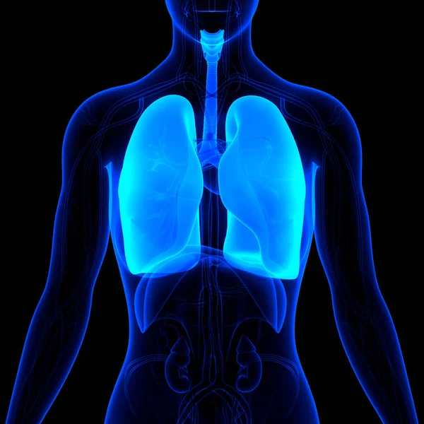 Anatomia Polmonare Del Sistema Respiratorio Umano — Foto Stock