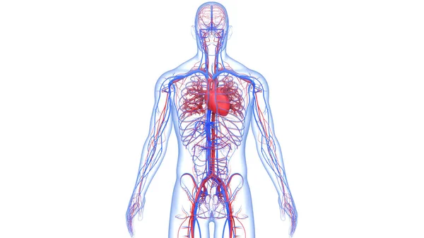 Ludzki Układ Krążenia Anatomia Serca — Zdjęcie stockowe