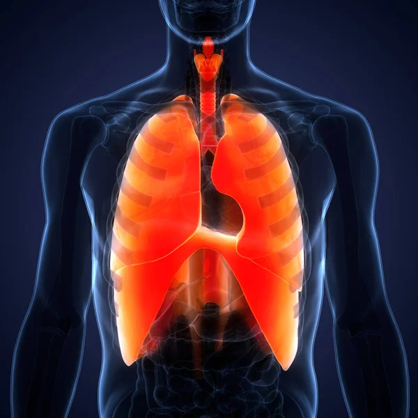 Human Respiratory System Lungs Anatomy — Stock Photo, Image