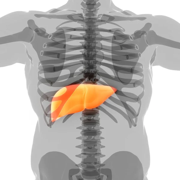 人体肝脏解剖 — 图库照片
