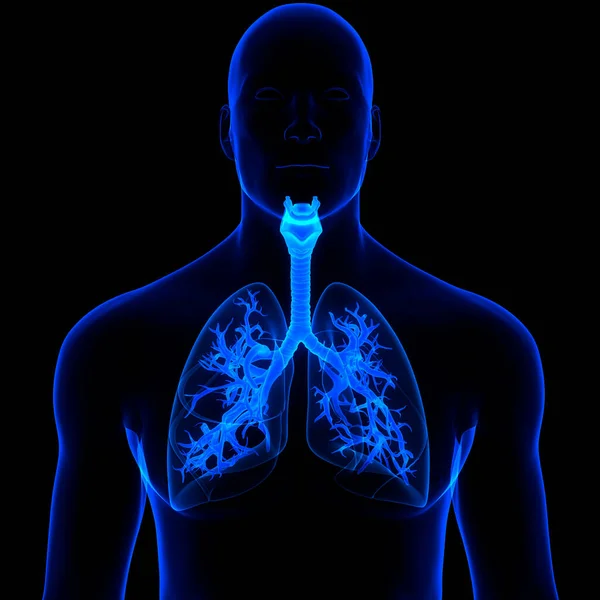 Anatomia Polmonare Del Sistema Respiratorio Umano — Foto Stock