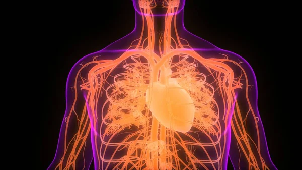 해부학 Human Circulatory System Heart Anatomy — 스톡 사진