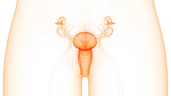 Sistema Reprodutor Feminino Com Anatomia Sistema Nervoso — Fotografia de Stock