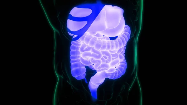 Ludzki Układ Pokarmowy Anatomia Jelit Dużych Małych — Zdjęcie stockowe