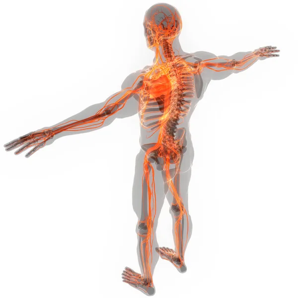 Human Skeleton System Appendicular Skeleton Anatomy — Stock Photo, Image