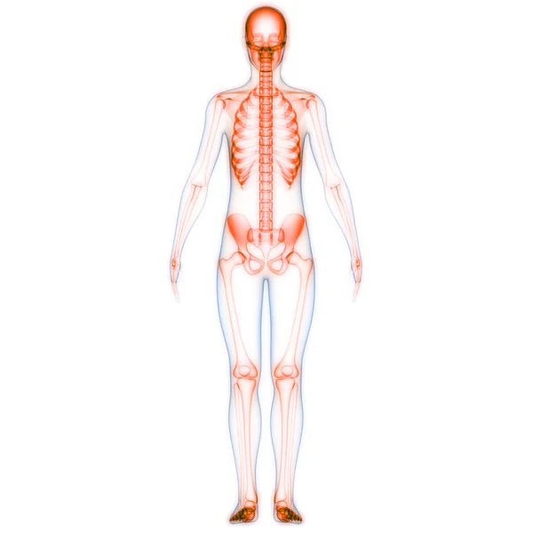 Human Skeleton System Appicular Skeleton Anatomy — Stock fotografie