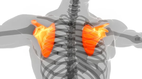 Sistema Esquelético Humano Anatomía Las Articulaciones Óseas Faja Pectoral — Foto de Stock