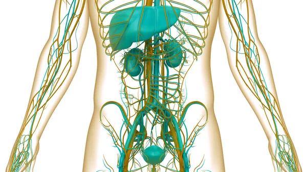 Menselijke Urinewegen Nieren Anatomie — Stockfoto