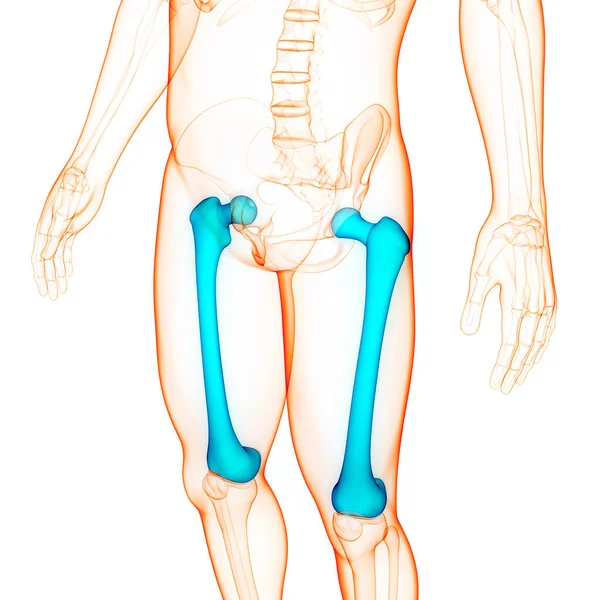 Nsan Iskelet Sistemi Uyluk Kemiği Eklemleri Anatomisi Boyut — Stok fotoğraf