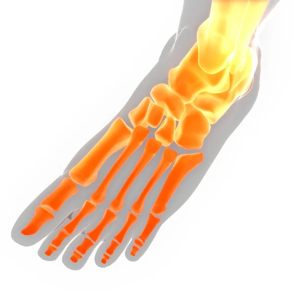 人体骨骼系统脚骨关节解剖 — 图库照片