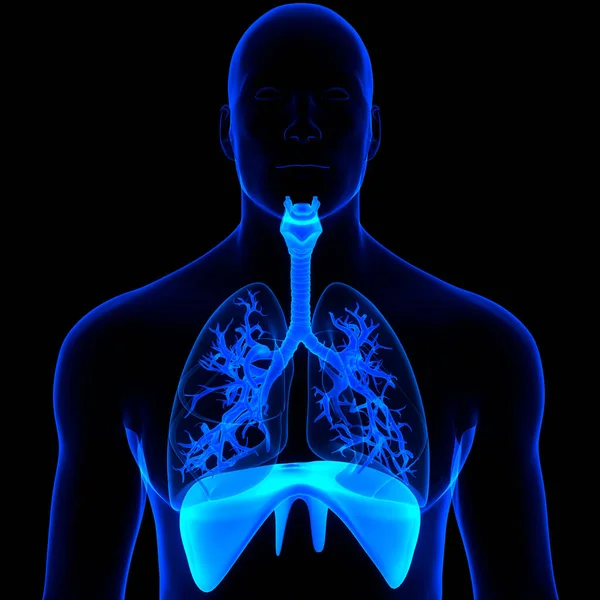 Anatomia Polmonare Del Sistema Respiratorio Umano — Foto Stock