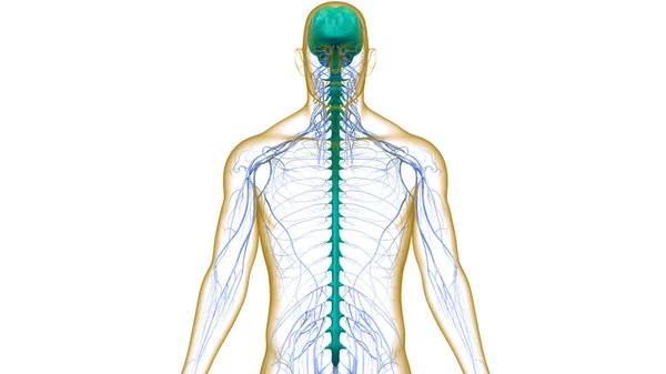 Organe Central Anatomie Cérébrale Système Nerveux Humain — Photo