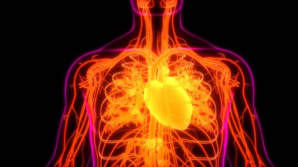 Système Circulatoire Humain Anatomie Cardiaque — Photo