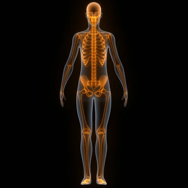 Ανθρώπινος Σκελετός Σύστημα Σκωληκοειδούς Ανατομίας — Φωτογραφία Αρχείου