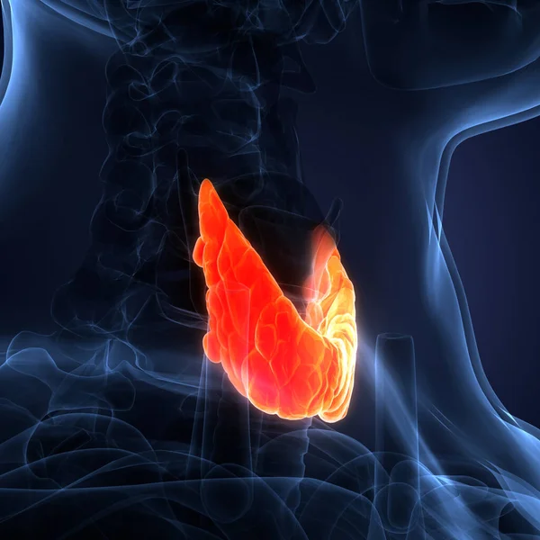 Human Glands Lobes Thyroid Gland Anatomy — Stock Photo, Image