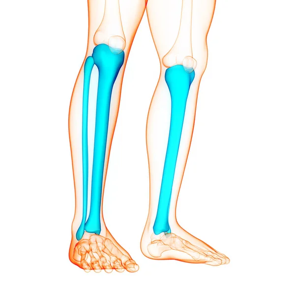 Sistema Esquelético Humano Anatomía Las Articulaciones Óseas Tibia Fibula —  Fotos de Stock