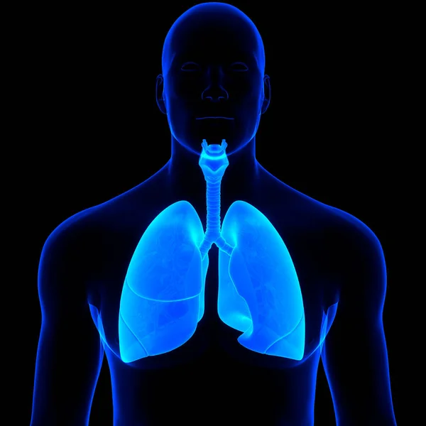 Anatomia Polmonare Del Sistema Respiratorio Umano — Foto Stock