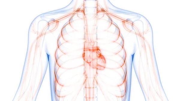 Herz Anatomie Des Menschlichen Kreislaufsystems — Stockfoto