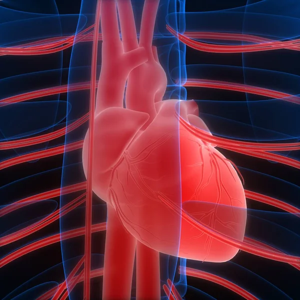 Anatomia Cardiaca Del Sistema Circolatorio Umano — Foto Stock