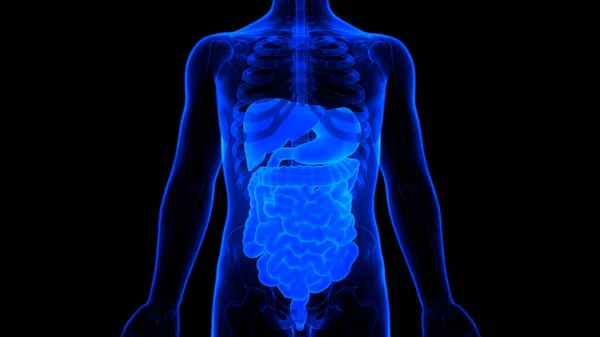 Sistema Digestivo Humano Anatomía Del Intestino Delgado Grueso — Foto de Stock