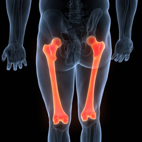 Human Skeleton System Femur Bone Joints Anatomy — Stock Photo, Image