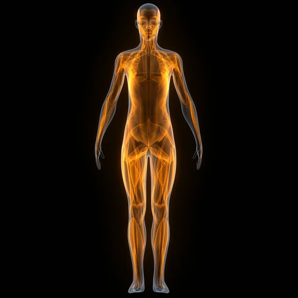 Язова Система Людського Тіла Має Анатомію Язів — стокове фото