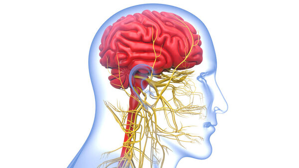 Центральный орган анатомии нервной системы человека. 3D