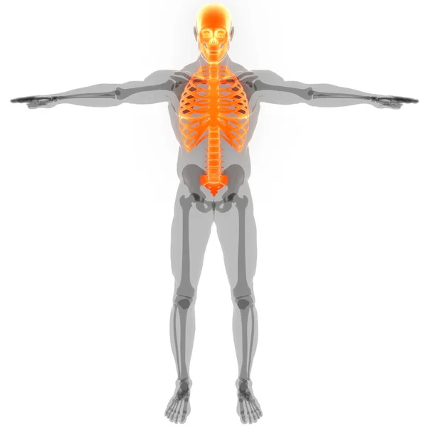 人間のスケルトン システム追加のスケルトン解剖学 — ストック写真