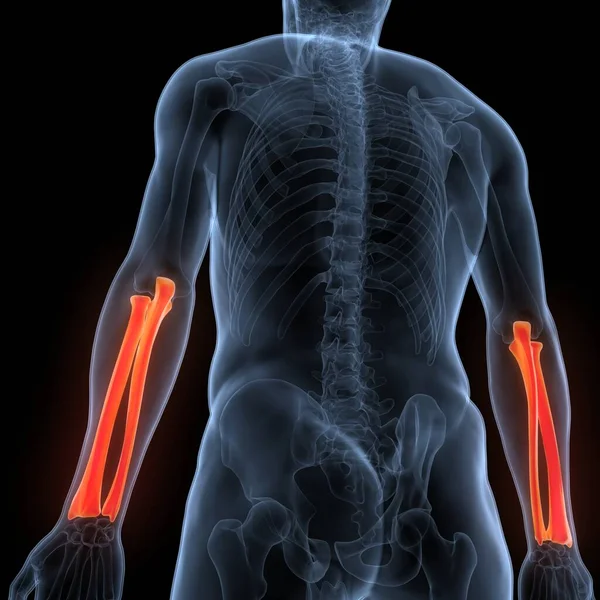 Ludzki Promień Szkieletu Ulna Bone Stawów Anatomia — Zdjęcie stockowe