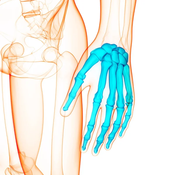 Human Skeleton System Palm Hand Bone Joints Anatomy — Stock Photo, Image